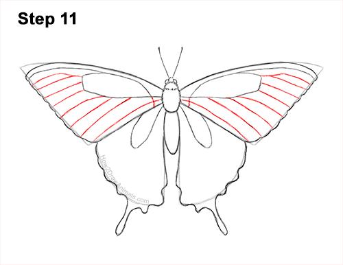 How to draw a butterfly tiger swallowtail video step