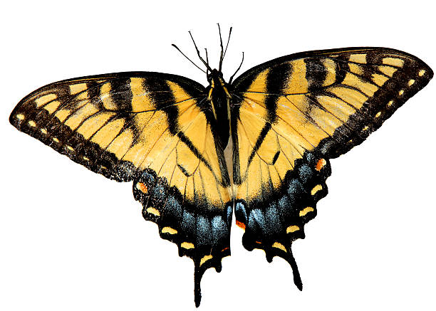 Eastern tiger swallowtail stock photos pictures royalty