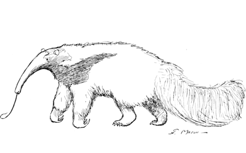 Giant anteater coloring page free printable coloring pages