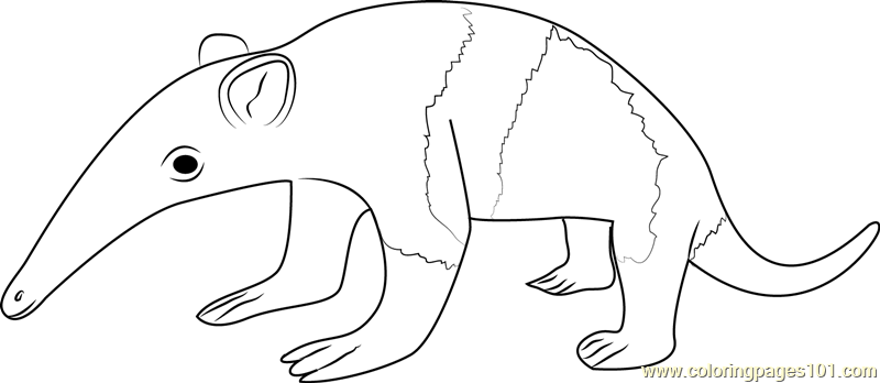 Baby anteater coloring page for kids