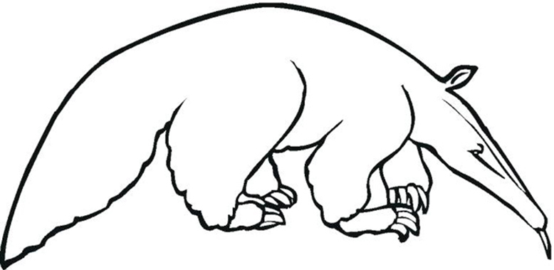 Anteater coloring pages