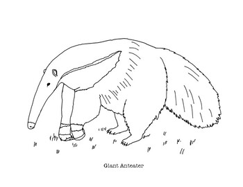 Giant anteater coloring page by mama draw it tpt