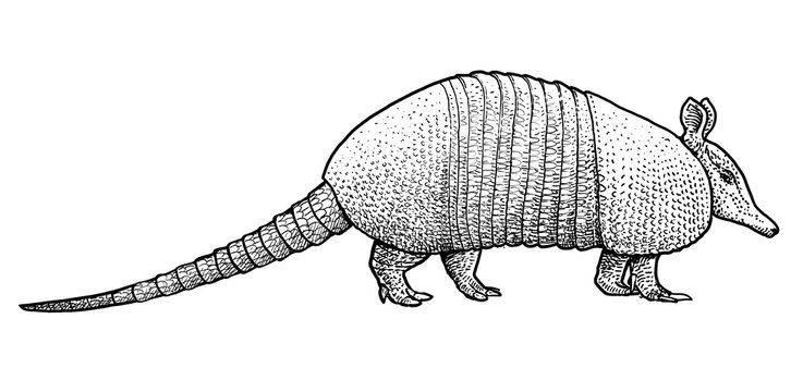 Armadillo drawing images â browse photos vectors and video