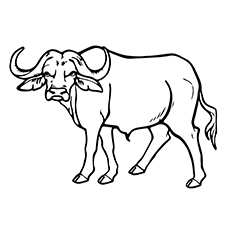 Top free printable buffalo coloring pages online