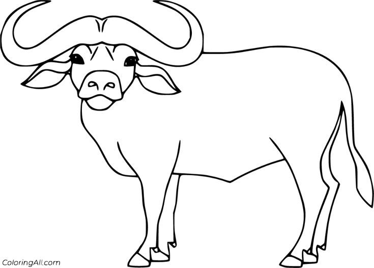 Free printable cape buffalo coloring pages in vector format easy to print from any device and â farm animal coloring pages buffalo animal cow coloring pages
