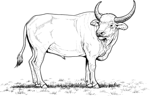 Wild water buffalo coloring page free printable coloring pages