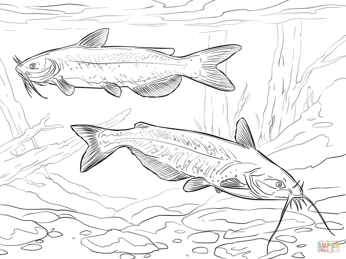 Channel catfishes coloring page free printable coloring pages