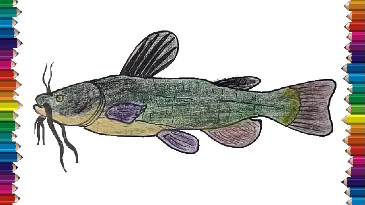 How to draw a catfish step by step