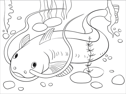 Catfish coloring page free printable coloring pages