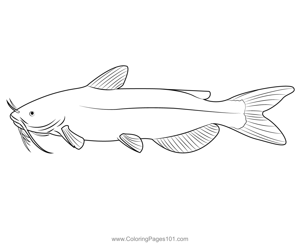 Channel catfish coloring page channel catfish catfish coloring pages