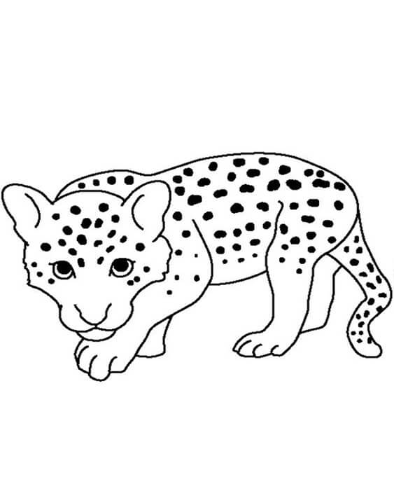Free easy to print cheetah coloring pages