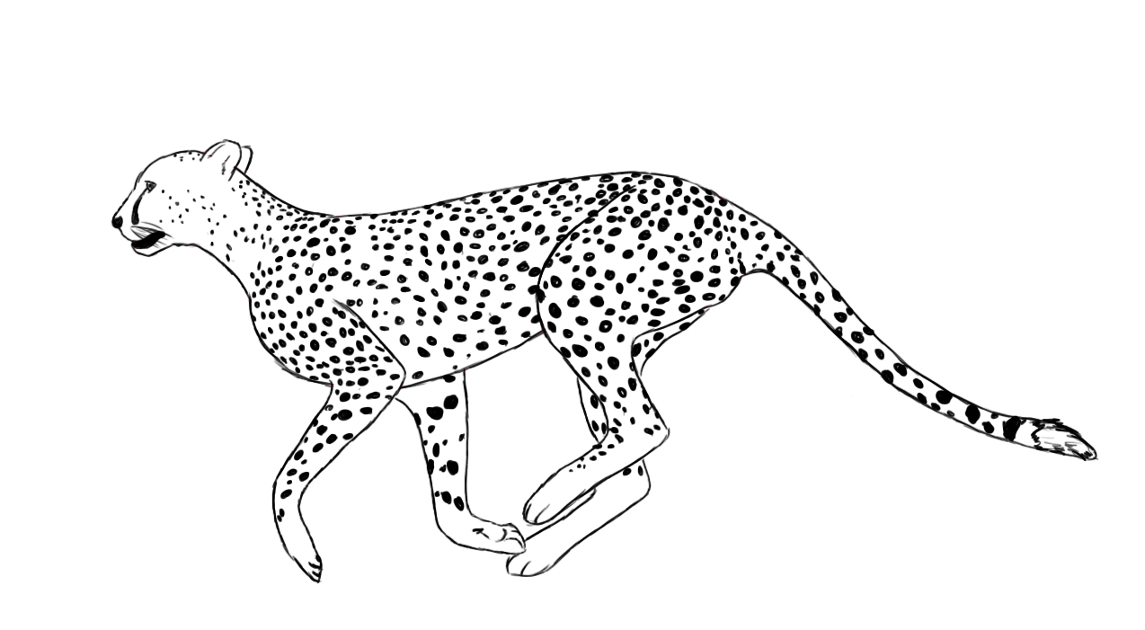 Free printable cheetah coloring pages for kids
