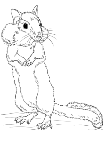 Chipmunk coloring page free printable coloring pages