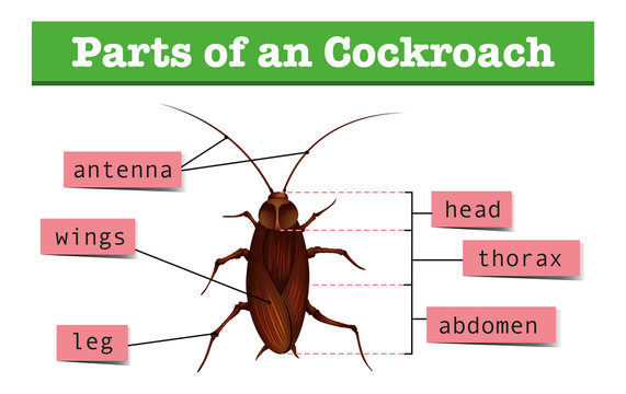 Cockroach clipart images â browse photos vectors and video
