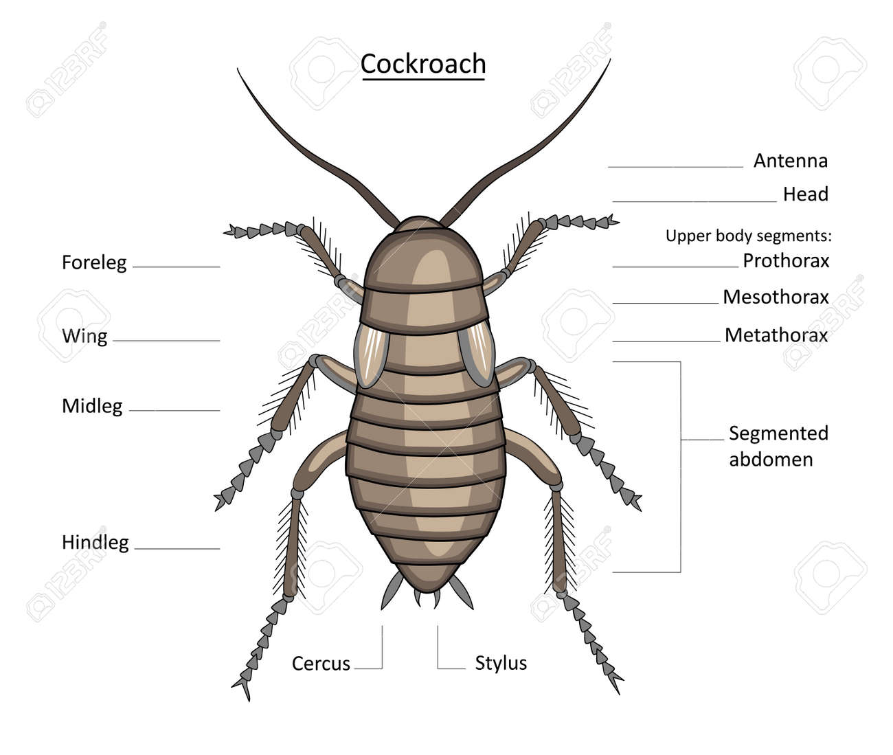 Color map of cockroach anatomy with non