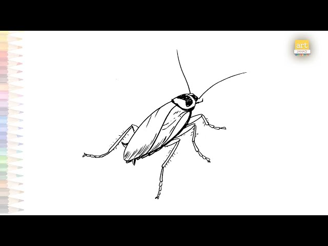 Cockroach diagram insects diagrams easy how to draw a cockroach easy step by step