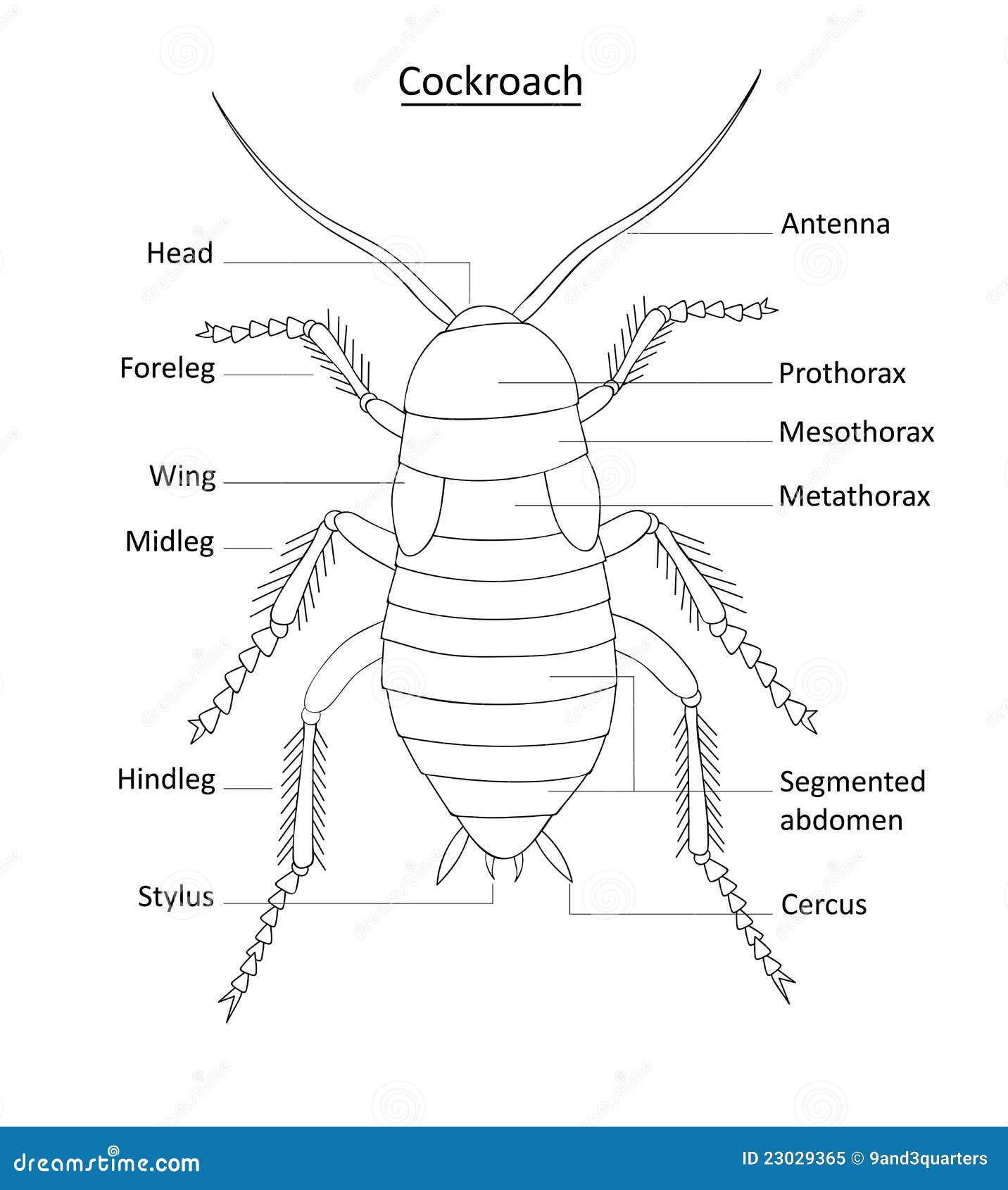Cockroach anatomy