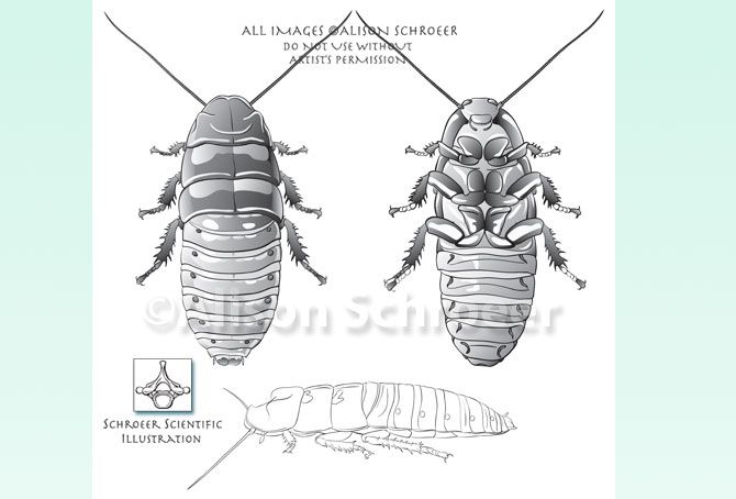 Madagascar hissing cockroach