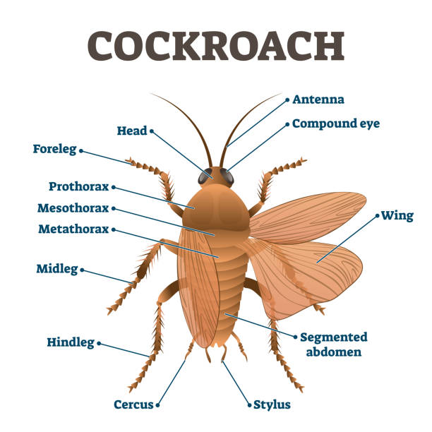 Cockroach anatomy stock photos pictures royalty