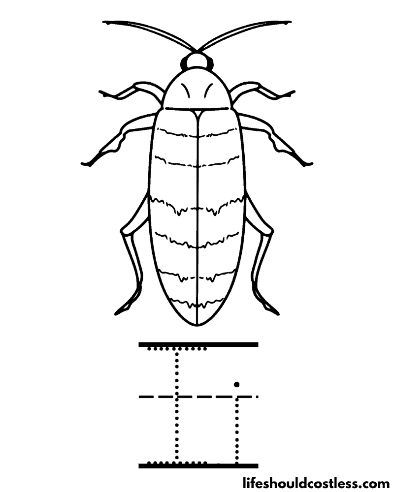 Insect coloring pages free printable pdf templates