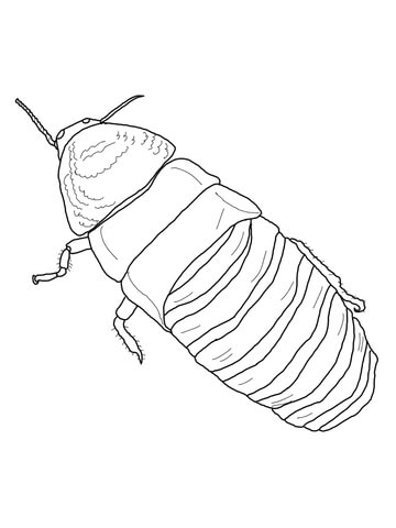 Madagascar hissing cockroach coloring page free printable coloring pages