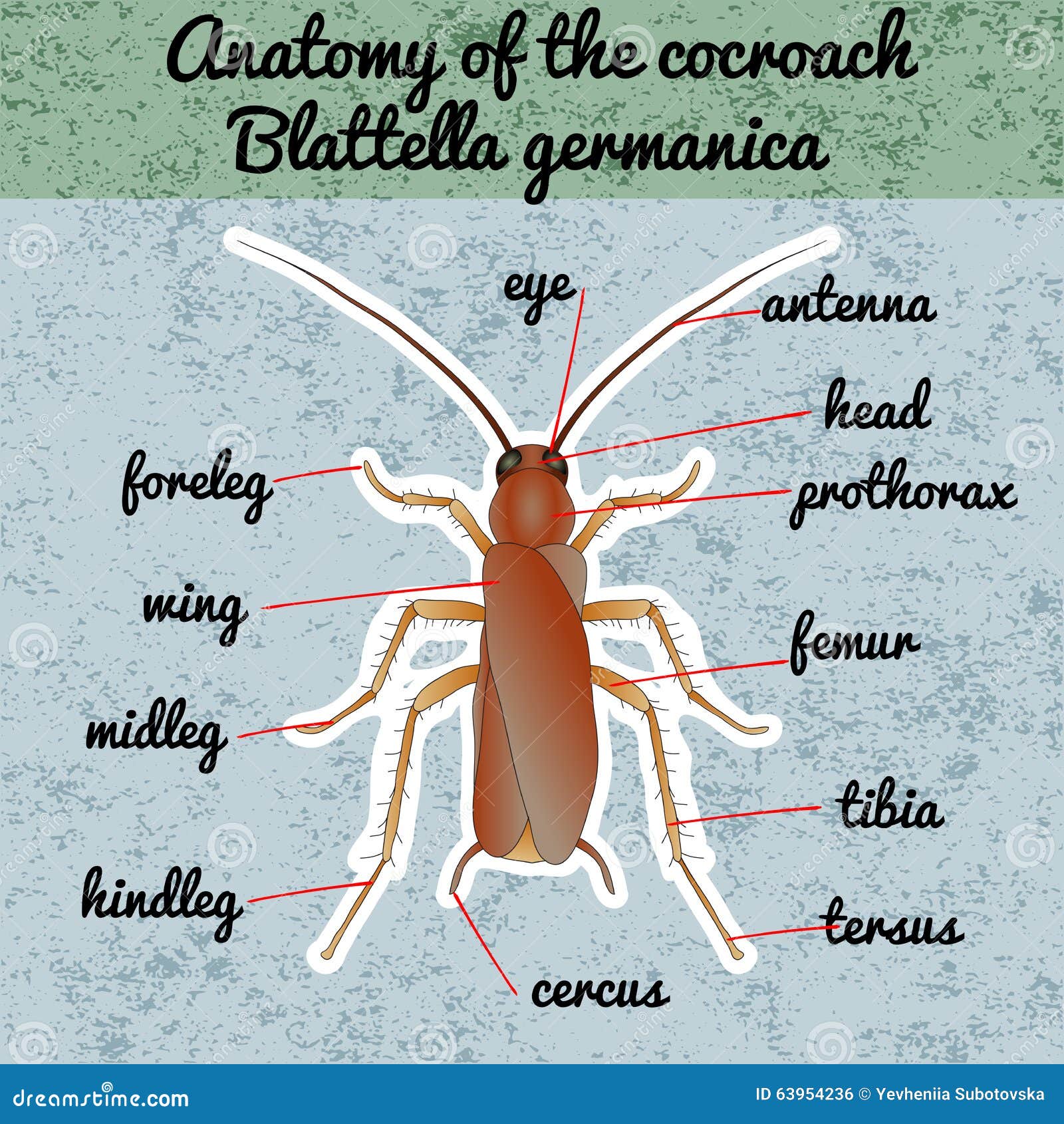 Insect anatomy sticker blattella germanica cockroach sketch of cockroach cockroach design for coloring book stock vector