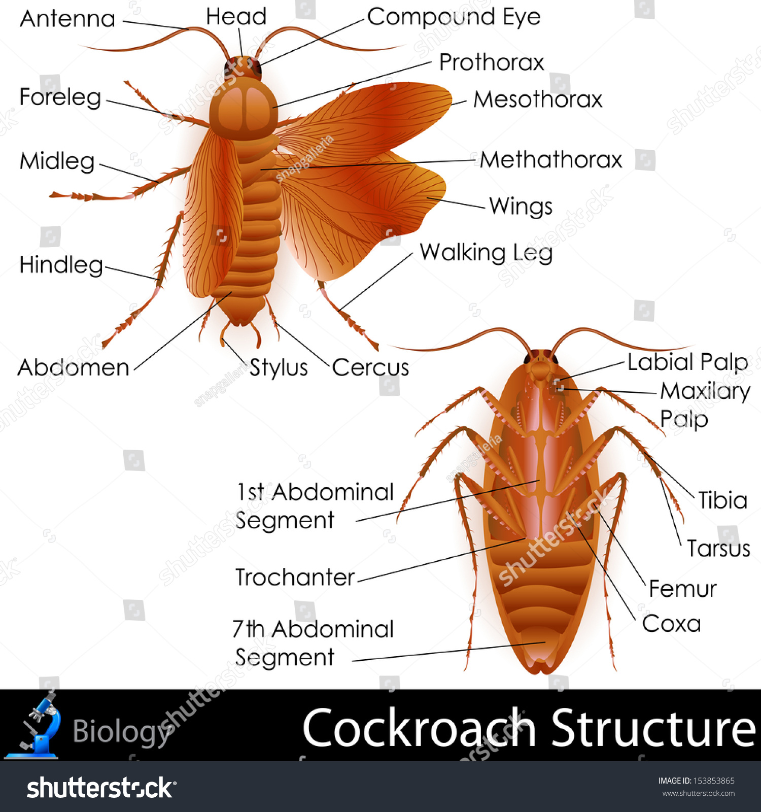 Hakuun easy edit vector illustration cockroach anatomy liittyvã vektorikuva rojaltivapaa