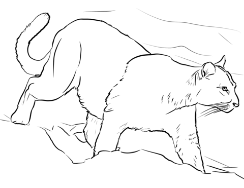 Walking mountain lion coloring page free printable coloring pages