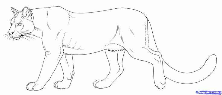 Puma and cougar coloring pages only coloring pages mountain lion animal drawings lion drawing