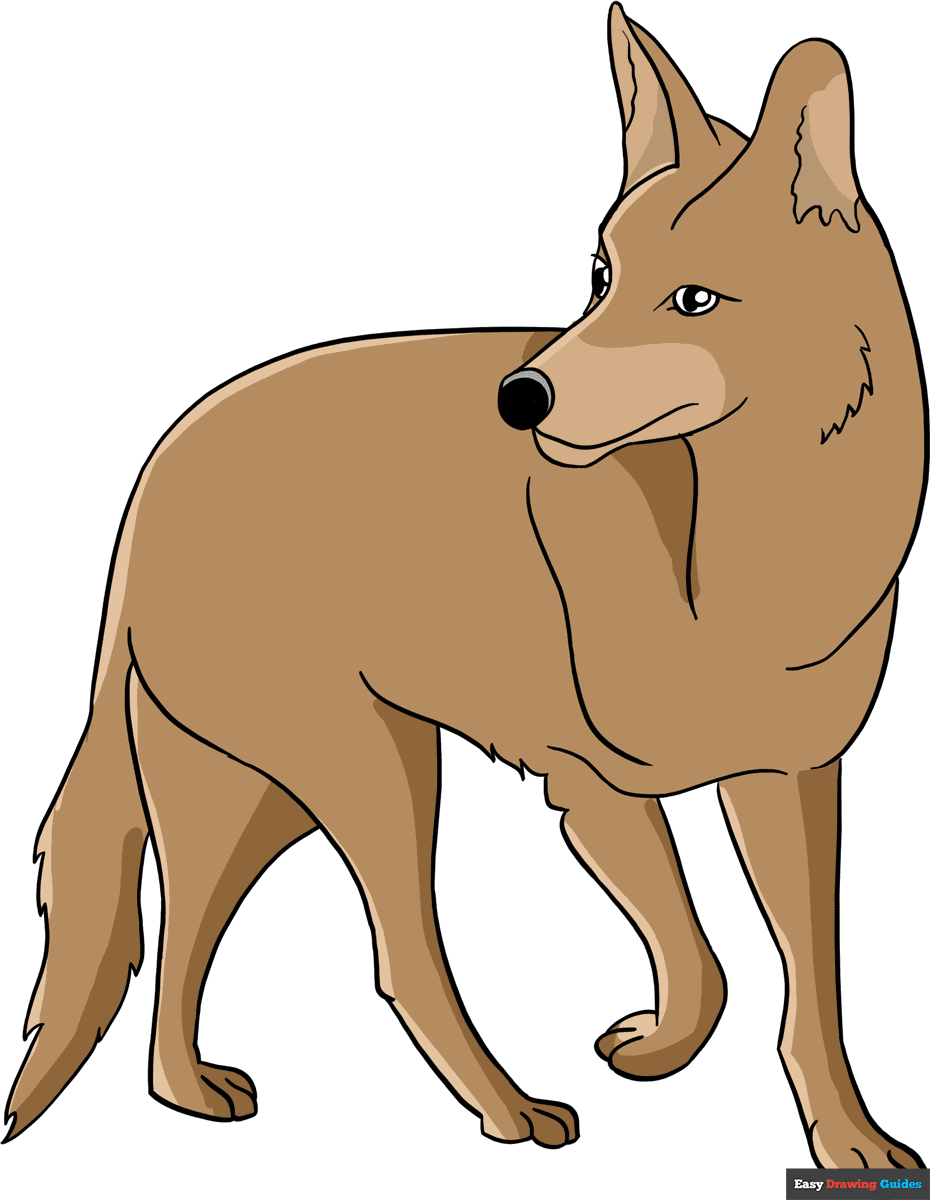 How to draw a coyote