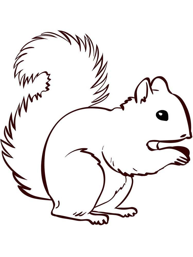 Squirrel coloring pages simple squirrel is a rodent mammal squirrels have a small body shape of aroâ coloriage ãcureuil ãcureuil dessin dessin ours en peluche