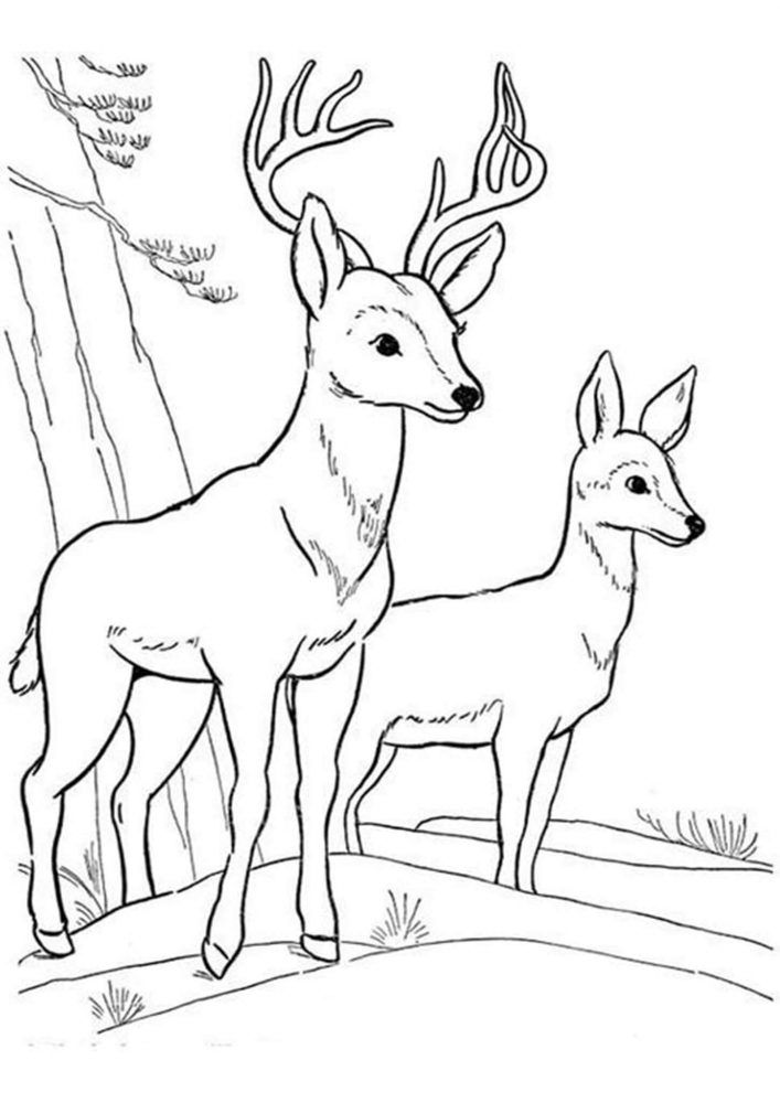 Free easy to print deer coloring pages deer coloring pages animal coloring pages coloring pages
