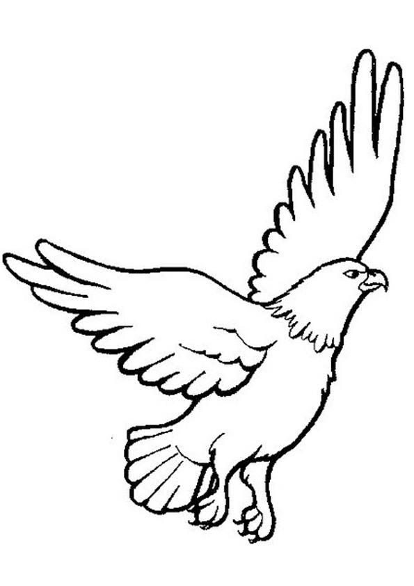 Coloring pages eagle coloring sheet for kids