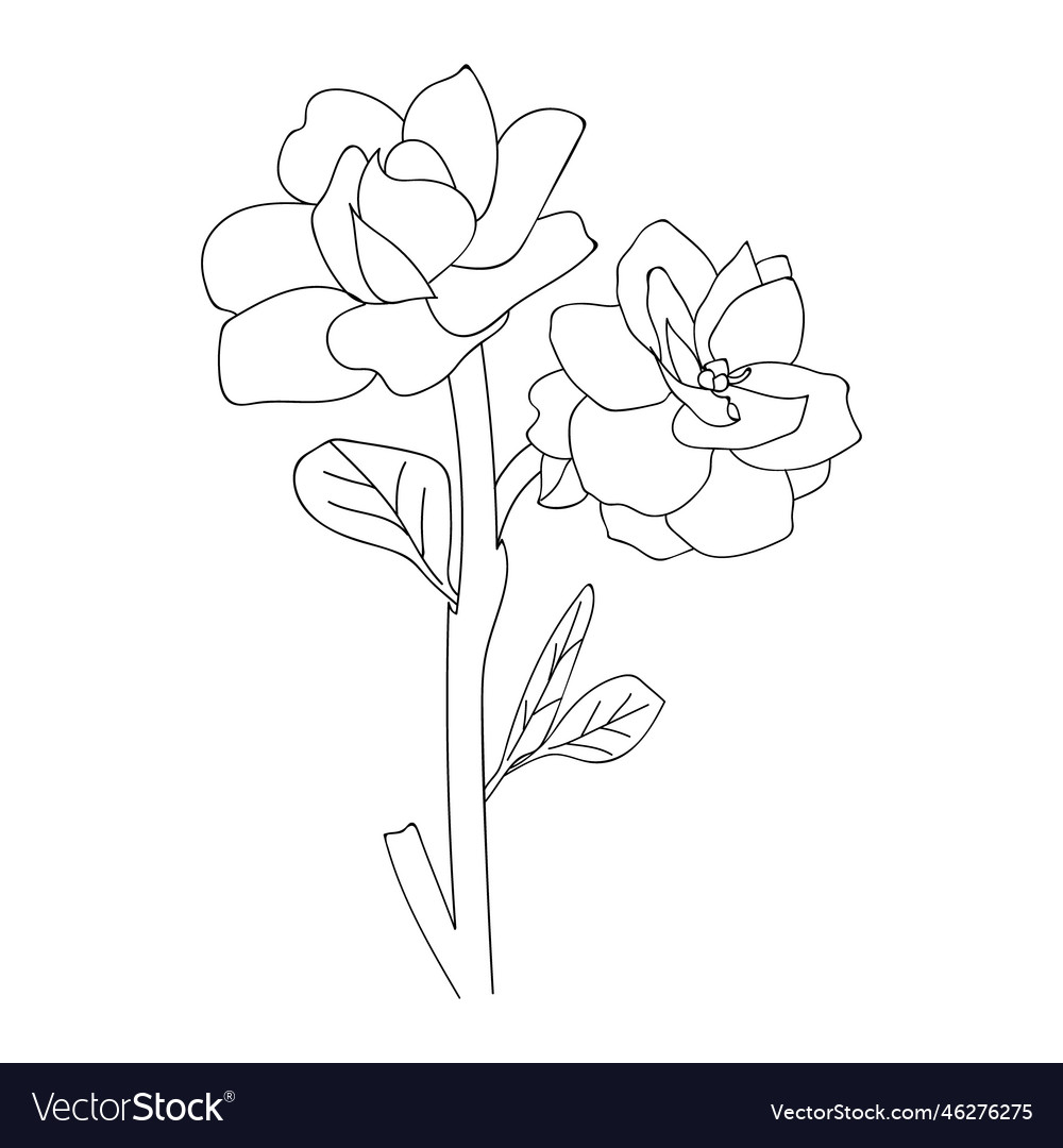 Easy gardenia flower drawing coloring pages vector image