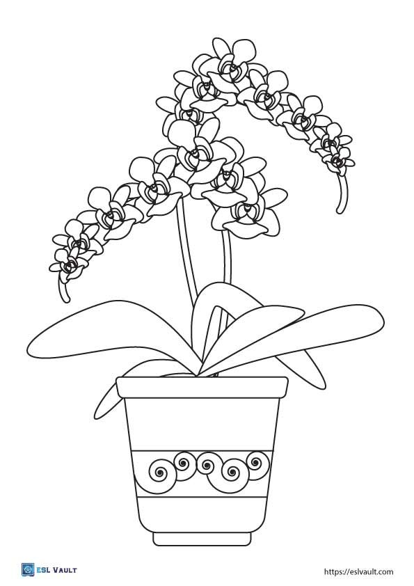 Free printable plant coloring pages