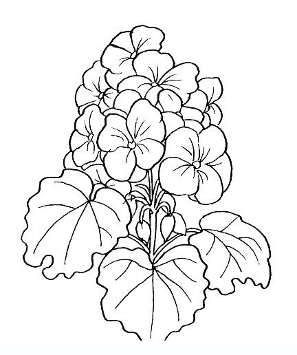 Geranio pãginas para colorear de flores pintar en tela dibujos