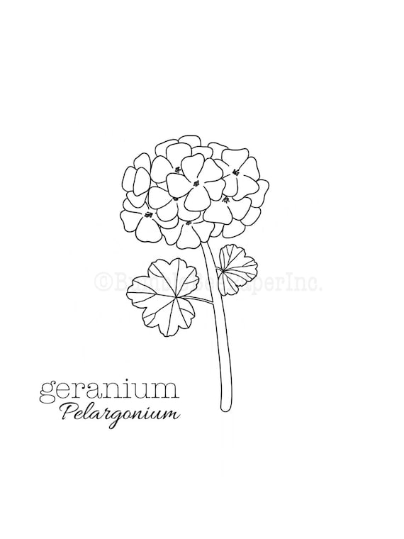 Geranium pelargonium coloring pagewall art