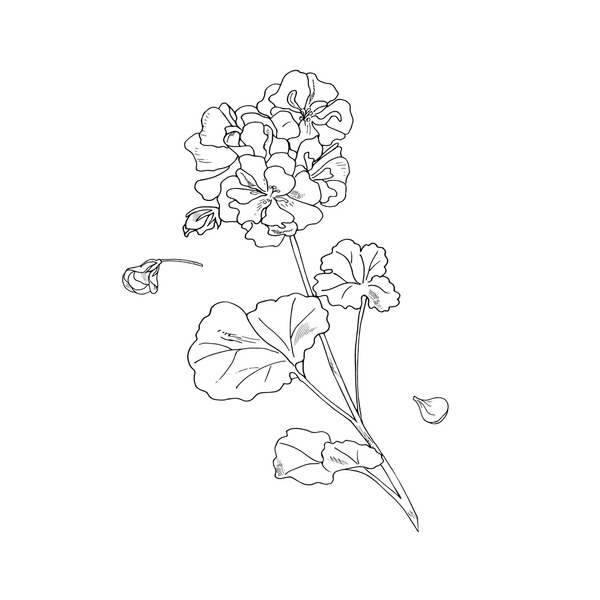 Botanical drawing geranium royalty