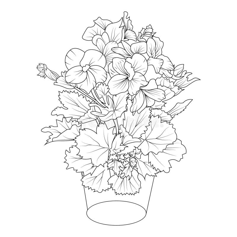 Geranium flower drawing hand draw flower vase illustration vector sketch pencil art a bouquet of floral coloring page stock vector