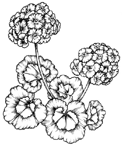 How to draw a geranium
