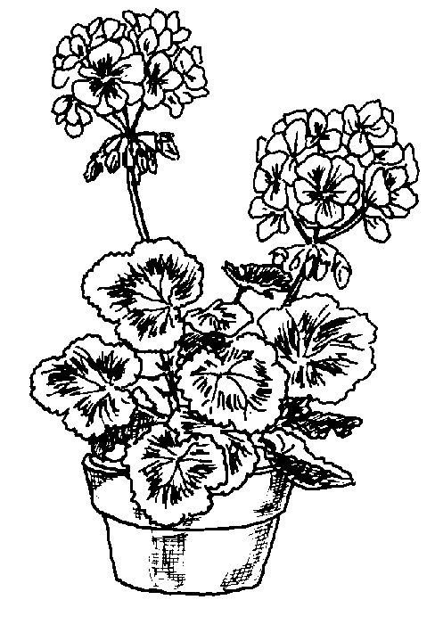 Drawing clip art misc geraniums flower coloring pages flower drawing