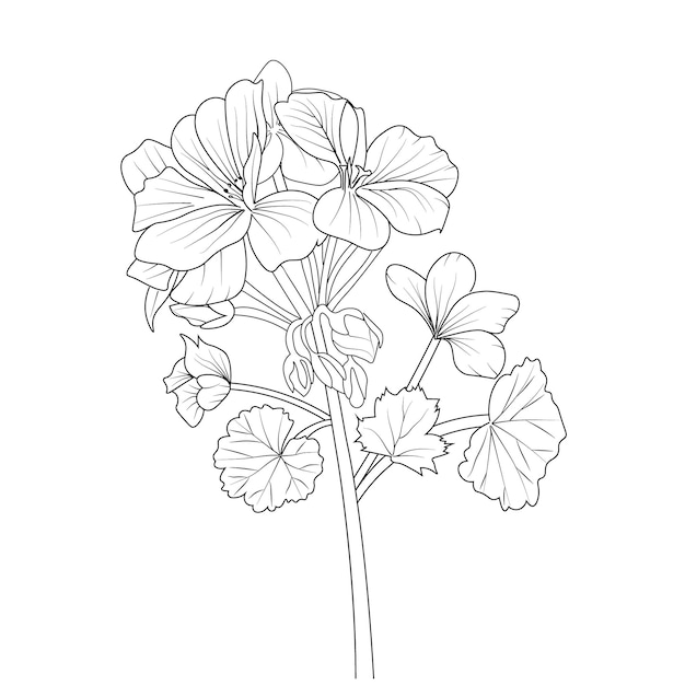 Premium vector hand drawn vector illustration engraved ink art bouquet of geranium flower coloring page clip art