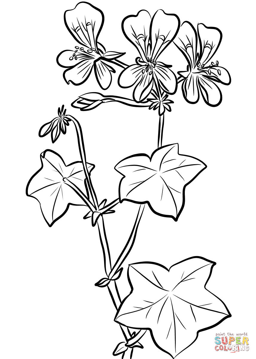 Ivy leaf geranium coloring page free printable coloring pages