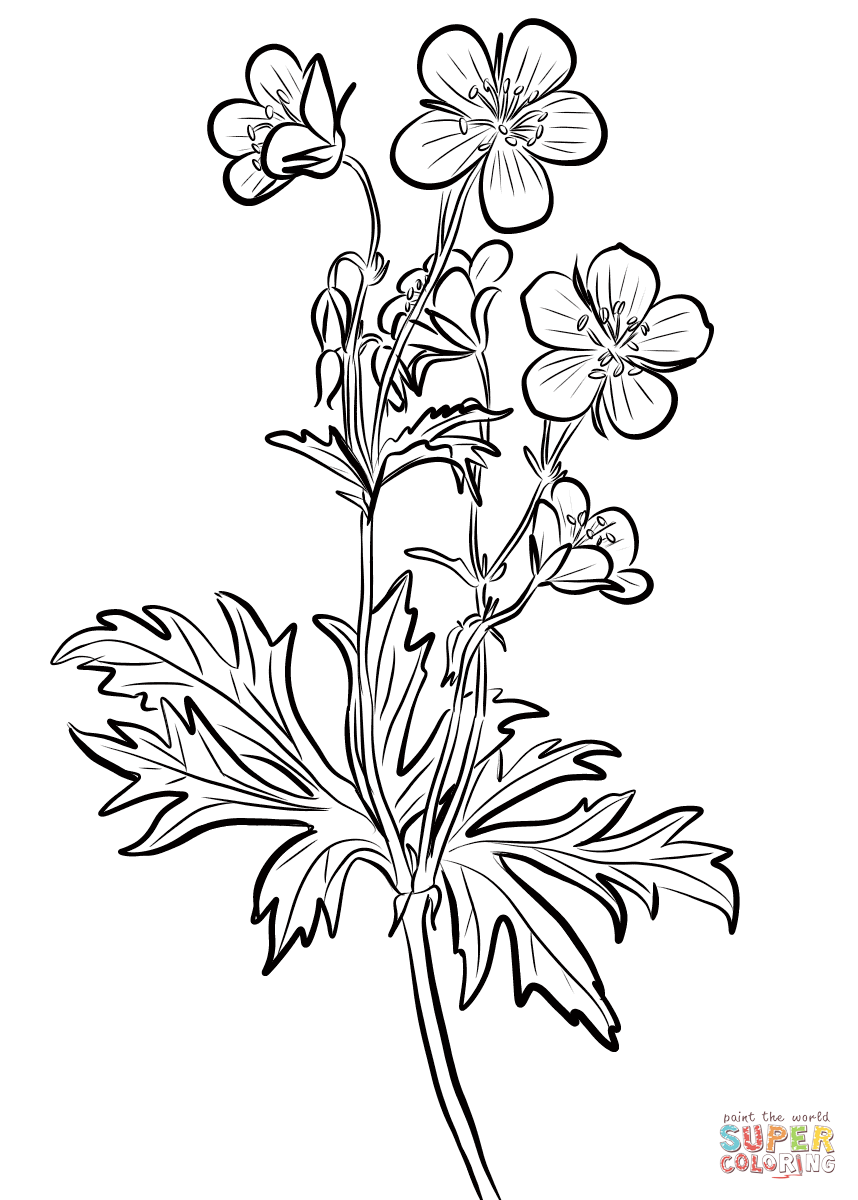 Spotted geranium coloring page free printable coloring pages