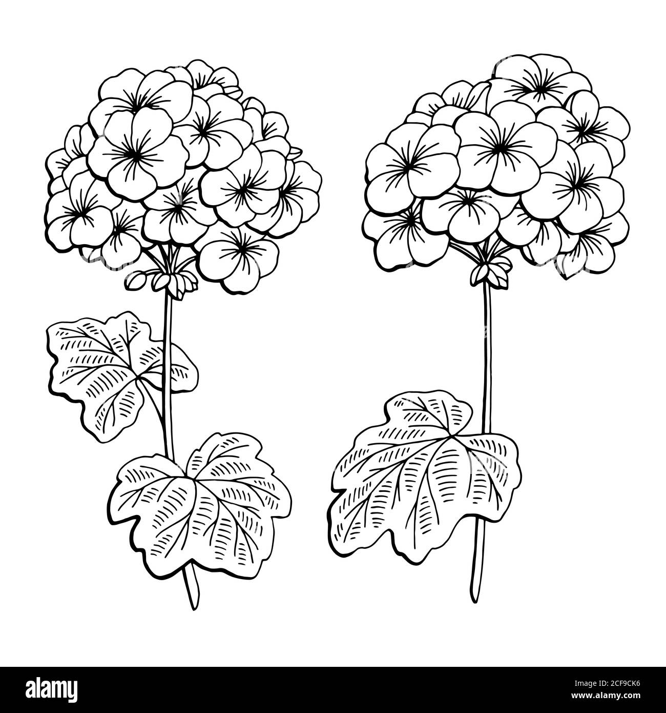 Geranium flower graphic black white isolated sketch illustration vector stock vector image art