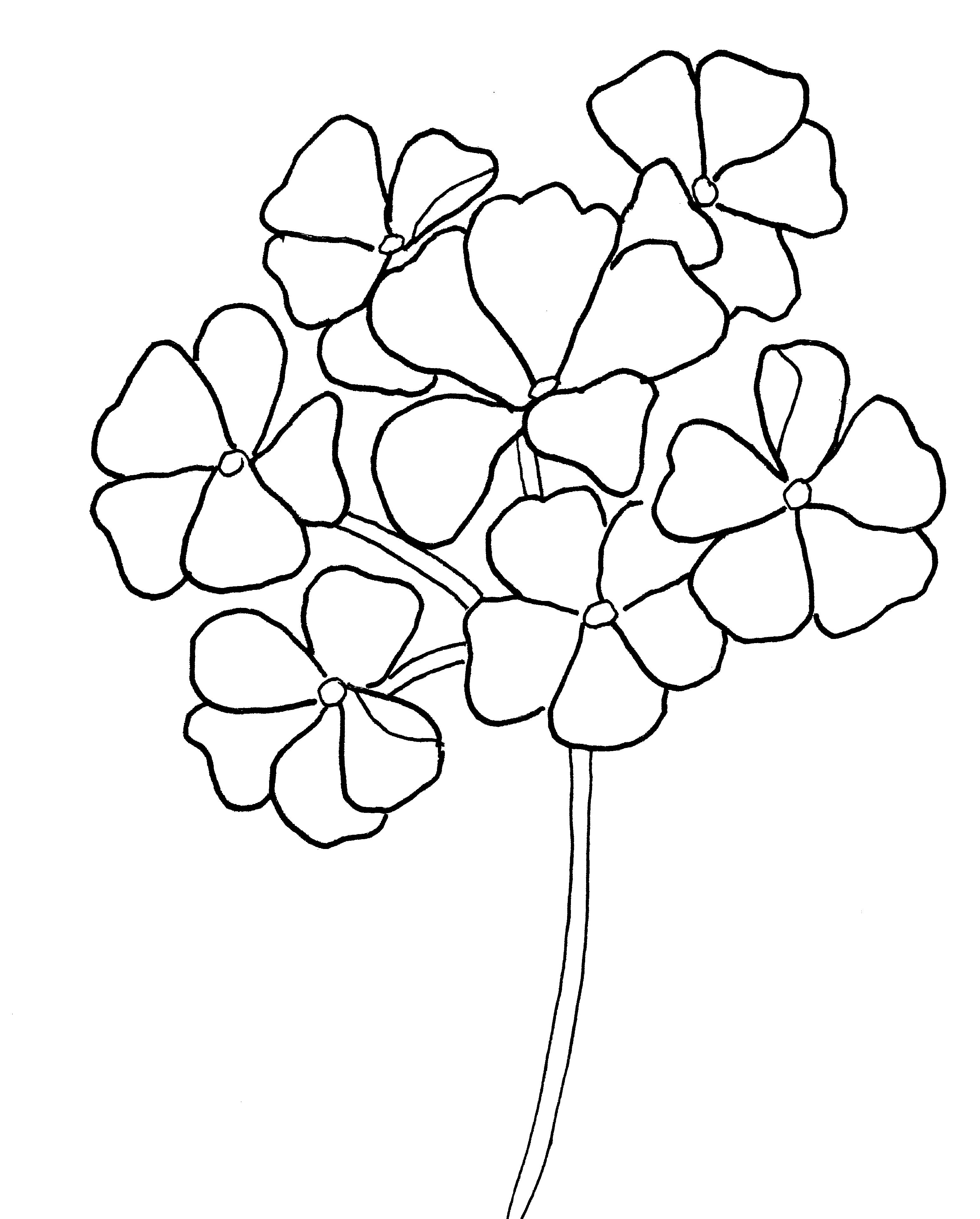 How to paint geraniums in two steps