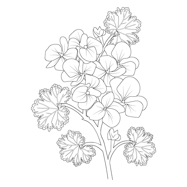 Premium vector isolated geranium flower coloring page and book hand drawn illustration sketch for kids and adult