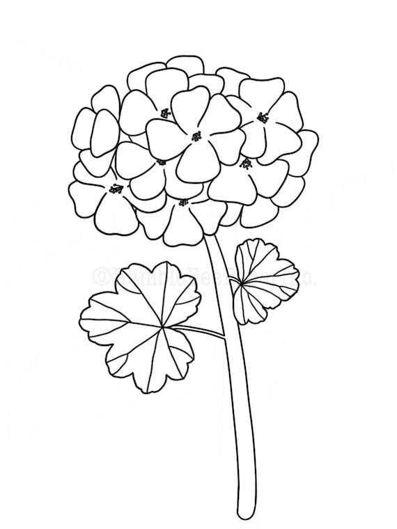 Geranium pelargonium coloring pagewall art