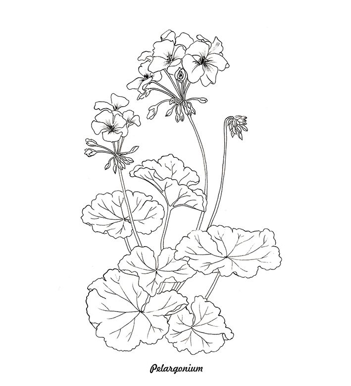 Geranium black and white graphics isolated stock vector flower drawing design flower drawing floral drawing