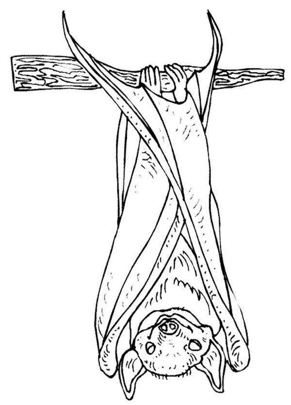 Bats hanging on tree branch coloring page coloring pages bat coloring pages pictures to draw